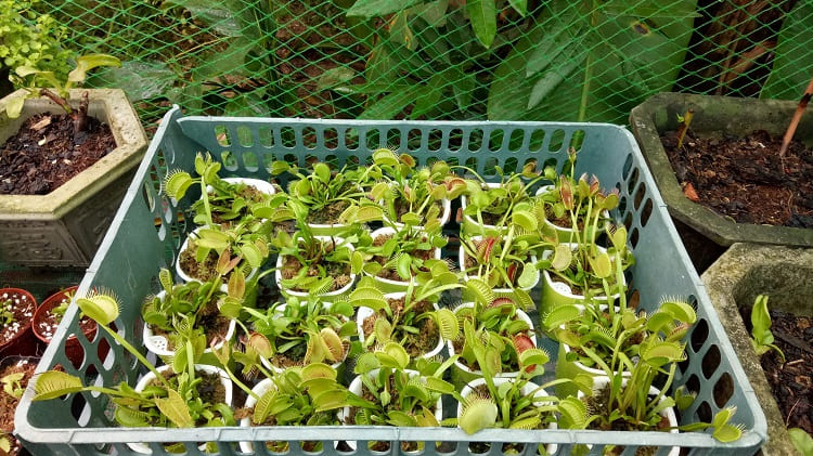 Cách trồng và chăm sóc cây bẫy kẹp (Venus flytrap)